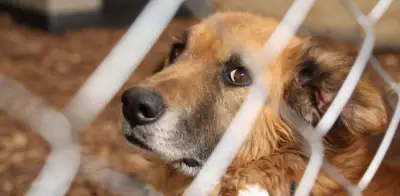 Alerta en Acapulco: Reportan dos casos de gusano barrenador en perros