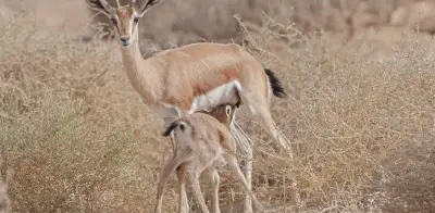 Cazadores furtivos masacran 40 gacelas dorcas en peligro de extinción en Níger