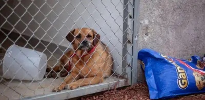 CDMX propone aumentar pena por muerte de animal hasta 12 años de cárcel