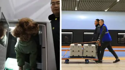 China lanza servicio piloto para viajar con mascotas en trenes de alta velocidad