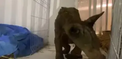 Corazón de la osita Mina late con fuerza: avanza en recuperación tras rescate crítico