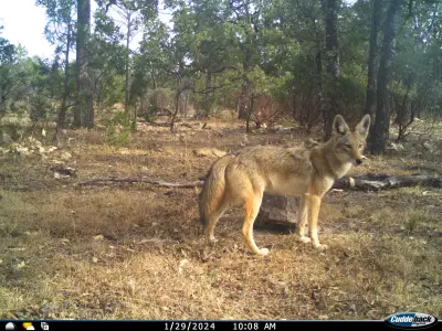 Coyotes en La Michilia: estudio del INECOL revela patrones reproductivos únicos