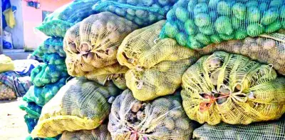 Crisis agrícola en Veracruz: precio de la papa cae a $1 por kilo