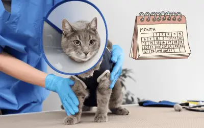 Día Mundial de la Esterilización Animal: clave contra el abandono y sobrepoblación