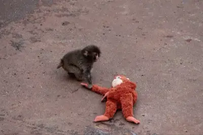 Decenas de fanáticos acuden a ver a la superestrella Punch en Japón