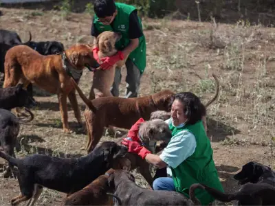 Denuncian feria de adopción ilegal en Parque México y exigen regreso de animales del Refugio Franciscano