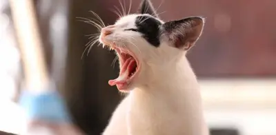 Detectan gato infectado con coronavirus en Bélgica tras contagio de su dueño