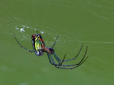 El terror real no está en las arañas: el rechazo humano a lo diferente según Frankenstein