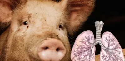 España alerta a la OMS por posible transmisión humana de gripe porcina en Lleida