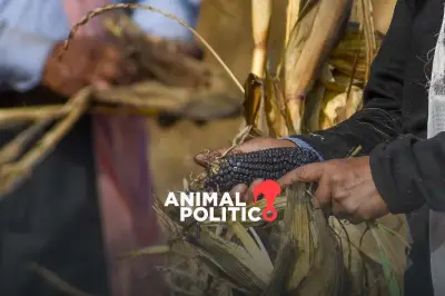 Estados Unidos anuncia inversión en México para fortalecer la seguridad alimentaria