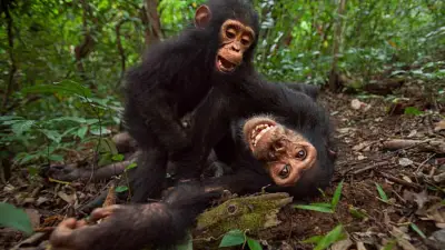 Estudio confirma que chimpancés silvestres consumen alcohol a través de fruta fermentada