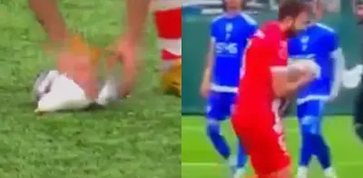 Futbolista turco aplica RCP a gaviota golpeada por balón en partido amateur