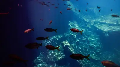 Guía de Buceo del Caribe Mexicano: 7 Destinos Submarinos Imperdibles en Quintana Roo