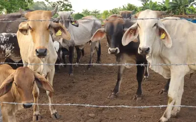 Hidalgo confirma 9 casos de gusano barrenador en ganado y refuerza vigilancia pecuaria