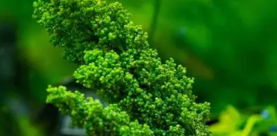 Huauzontles: Guía Completa para Cocinar y Conservar este Tesoro de la Cocina Mexicana