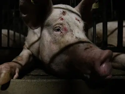 Igualdad Animal denuncia maltrato generalizado en granjas porcinas de Aragón