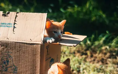 La ciencia detrás de la fascinación felina por las cajas de cartón