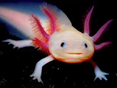 Manual anfibio: el arte de besar a un ajolote y conectar con lo imposible