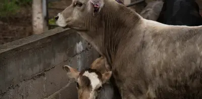 Michoacán confirma primer caso aislado de gusano barrenador del ganado en Madero