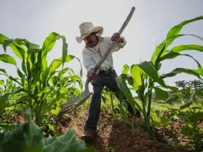 Morena impulsa incluir agricultura en planes de estudio de CDMX para valorar campo