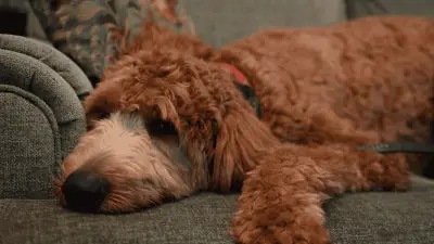 Mujer arrestada en aeropuerto de Las Vegas por abandonar a su perro en la terminal