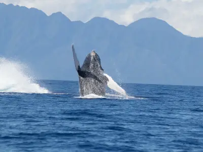México, destino privilegiado para el avistamiento de ballenas: guía completa