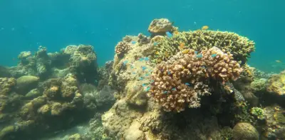 Océanos en llamas: Una década de calor extremo devasta los arrecifes de coral globales