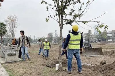 ONG exige a ASE, UIF y SAT investigar irregularidades en programa de reforestación