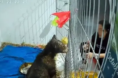 OSA reporta mejora en alimentación de mineros, pero persisten desafíos en el sector