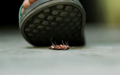 ¿Por qué proliferan las cucarachas en temporada de calor? Expertos explican