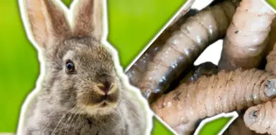 Primer caso de gusano barrenador en conejo registrado en Chiapas