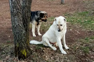 Problemas Comunes en Parques Caninos: Detección y Soluciones Urgentes