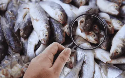 Profeco revela 8 claves para identificar pescado fresco y evitar riesgos en Cuaresma