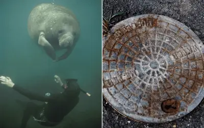 Rescatan a manatí de 186 kilos de drenaje en Florida y se recupera en SeaWorld Orlando