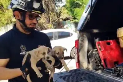 Rescatan a ocho perritos abandonados en lote baldío de Monterrey