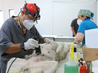 San Pedro Tlaquepaque lanza jornada gratuita 'Huellitas Mundialistas' para salud de mascotas