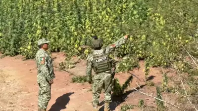 Sedena destruye plantío de marihuana de 2.8 hectáreas en Turicato, Michoacán