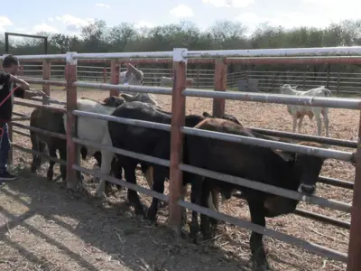 Tamaulipas reduce 86% casos de gusano barrenador con estrategia sanitaria