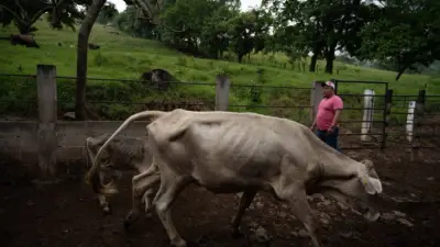 Terquedad de AMLO agrava crisis ganadera por gusano barrenador y cierre fronterizo
