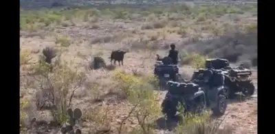 Toro de Lidia Interrumpe Operativo de Búsqueda de Mujer Desaparecida en Jalisco
