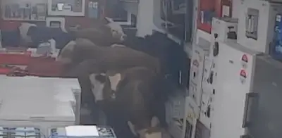 Vacas causan destrozos en tienda de electrodomésticos en Turquía; video se viraliza