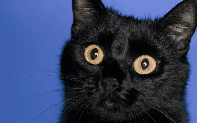 Viernes 13 en México: Historia y Supersticiones que Perviven en la Cultura Popular