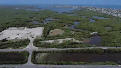 Yucatán en riesgo: manglares pierden terreno ante el boom inmobiliario costero