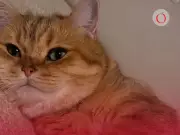 20 de febrero: Se conmemora el primer Día Internacional del Gato del año