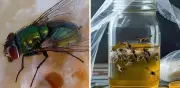 3 Trampas Caseras Efectivas para Eliminar Moscas sin Químicos en México