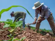 Agricultura lidera crecimiento económico de México con alza del 11.4% en diciembre de 2025