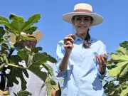 Alcaldesa de Tlaquepaque visita productores de higo para fortalecer el sector agropecuario