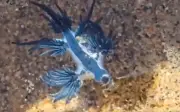 Alerta en Manzanillo por avistamiento del peligroso dragón azul en playas