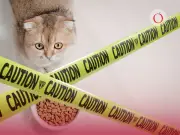 Alerta Sanitaria: Retiran Lote de Comida para Gatos por Deficiencia de Vitamina B1