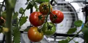 Astronautas chinos cosechan tomates en el espacio durante celebración del Año Nuevo Lunar